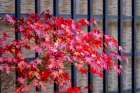 Red Japanese maple tree in autumn, Takayama, Japan Art Print